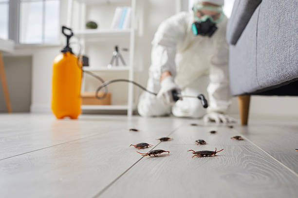 Commercial Rodent Management in Stow